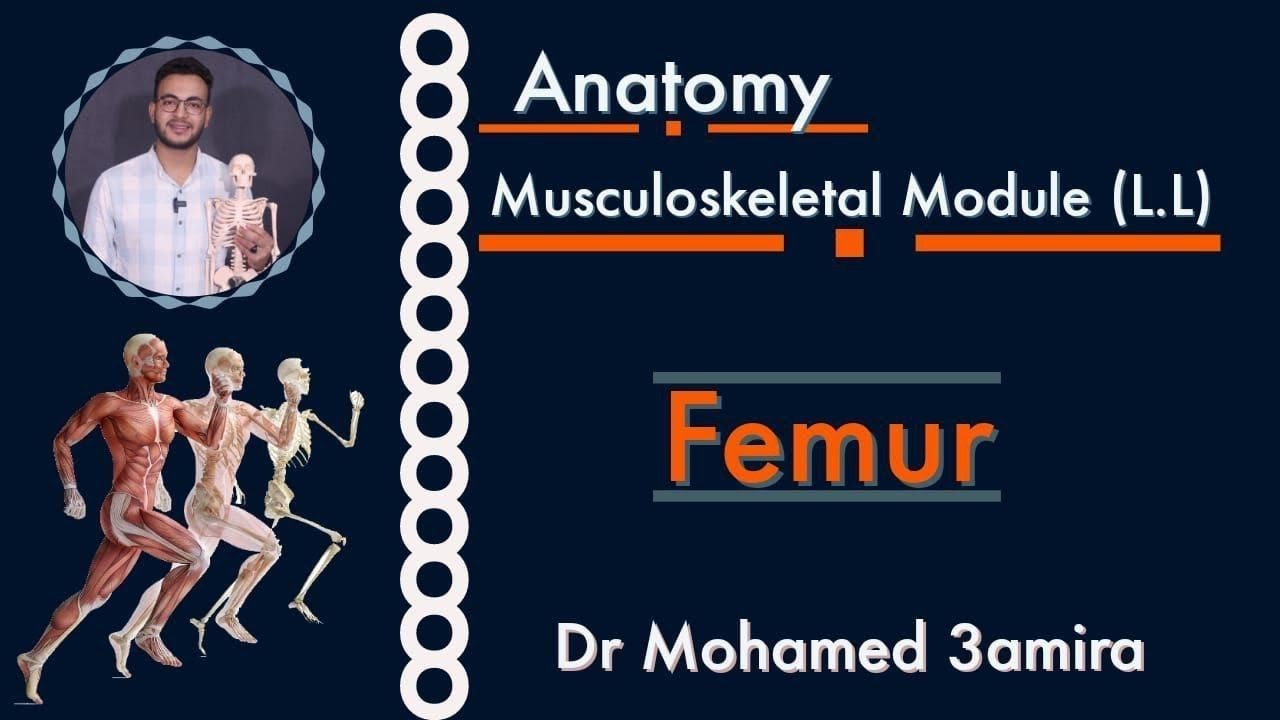 Femur bone