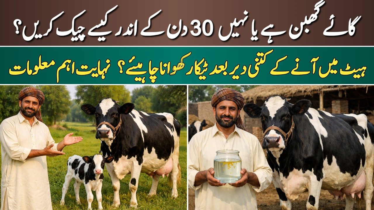 How to Check Cow Pregnancy Within 30 Days | Early Pregnancy Test for Dairy Cows