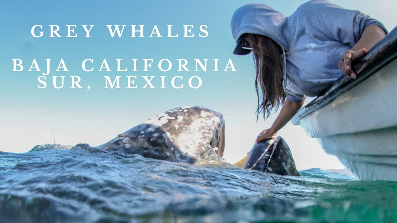Grey Whales', Baja California Sur, Mexico.