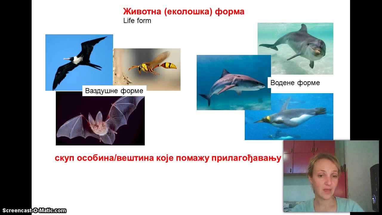 Izokrenuta učionica - Adaptacije