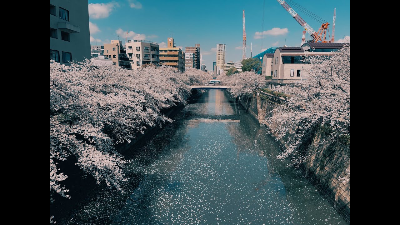 SAKURA 2021 | TOKYO | JAPAN