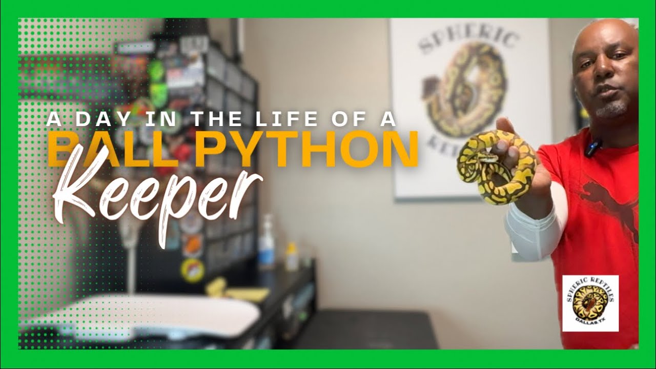 A Day in The Life of a Ball Python Keeper | #youtubevideos #ballpython #snake #reptiles #pets