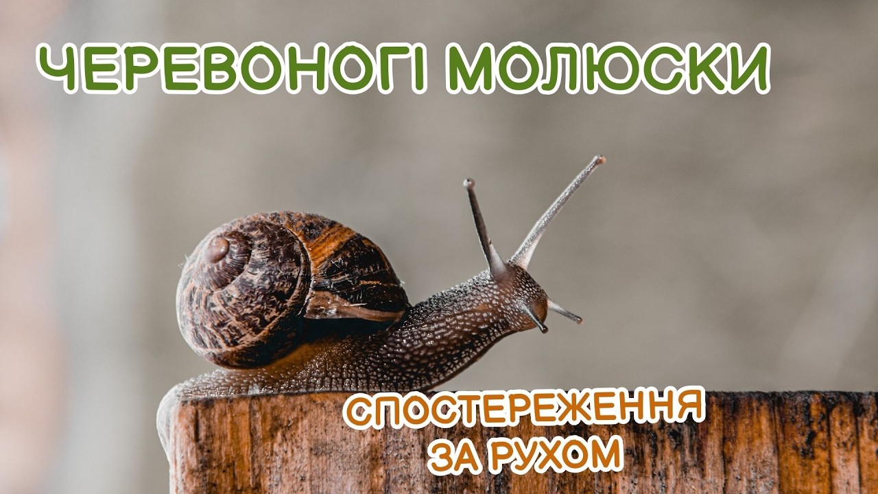 Черевоногі молюски. Спостереження за рухом