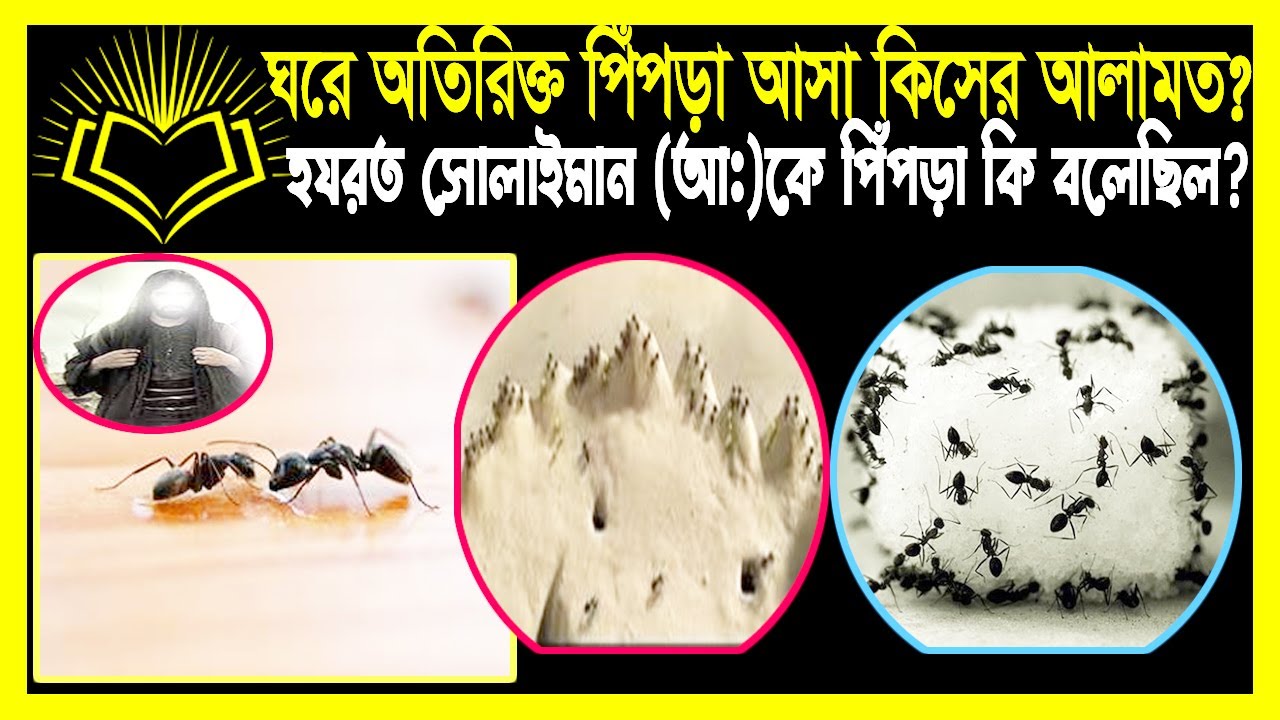 ঘরের মধ্যে হঠাৎ করে পিঁপড়ে দেখা কিসের আলামত?