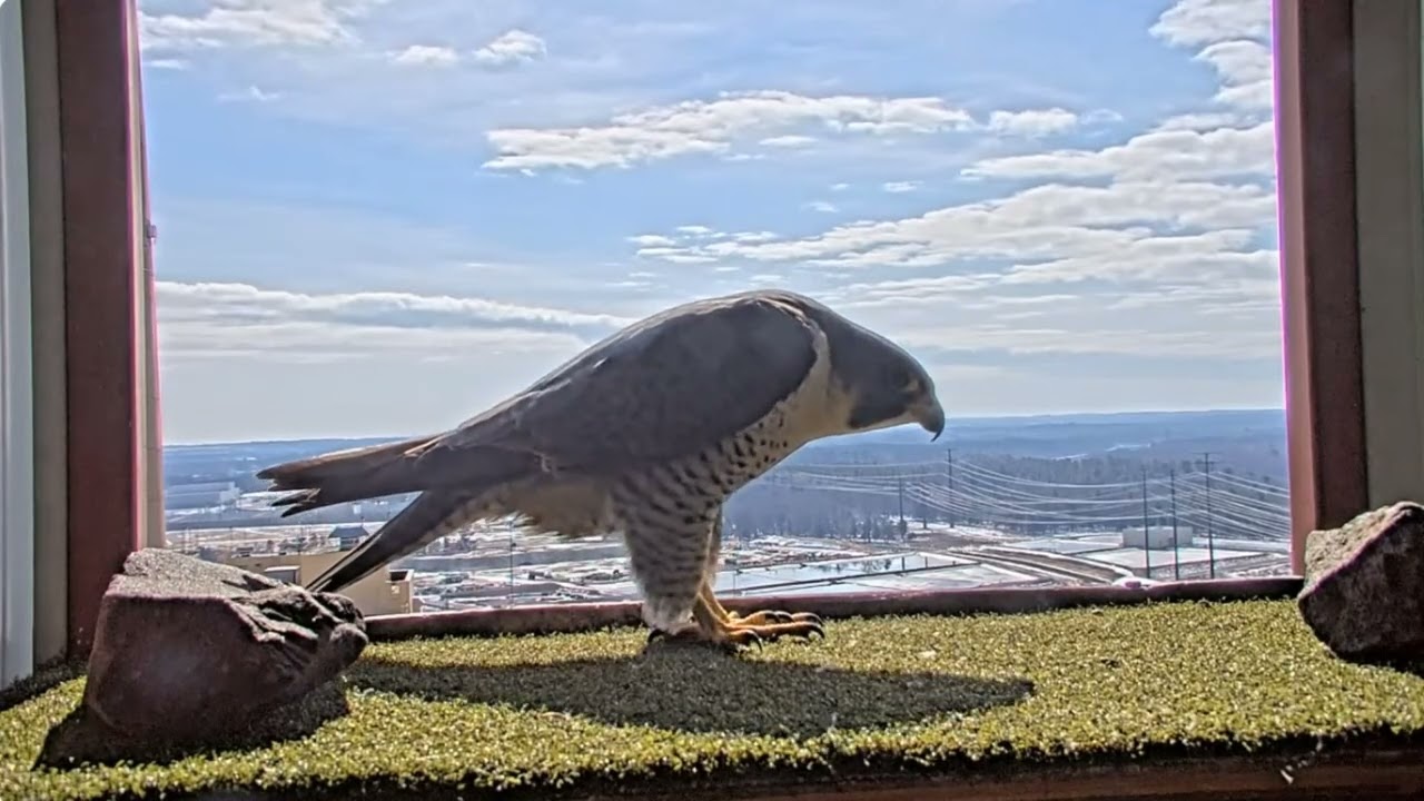 Weston power plant peregrines bonding 03 March 2026
