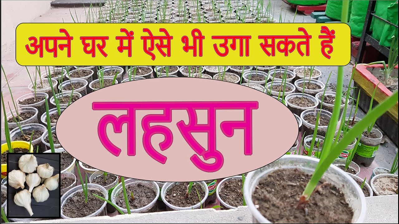 आप अपने घर में ऐसे भी उगा सकते हैं लहसुन | How To Grow Garlic At Home | Garlic in Plastic Cups |