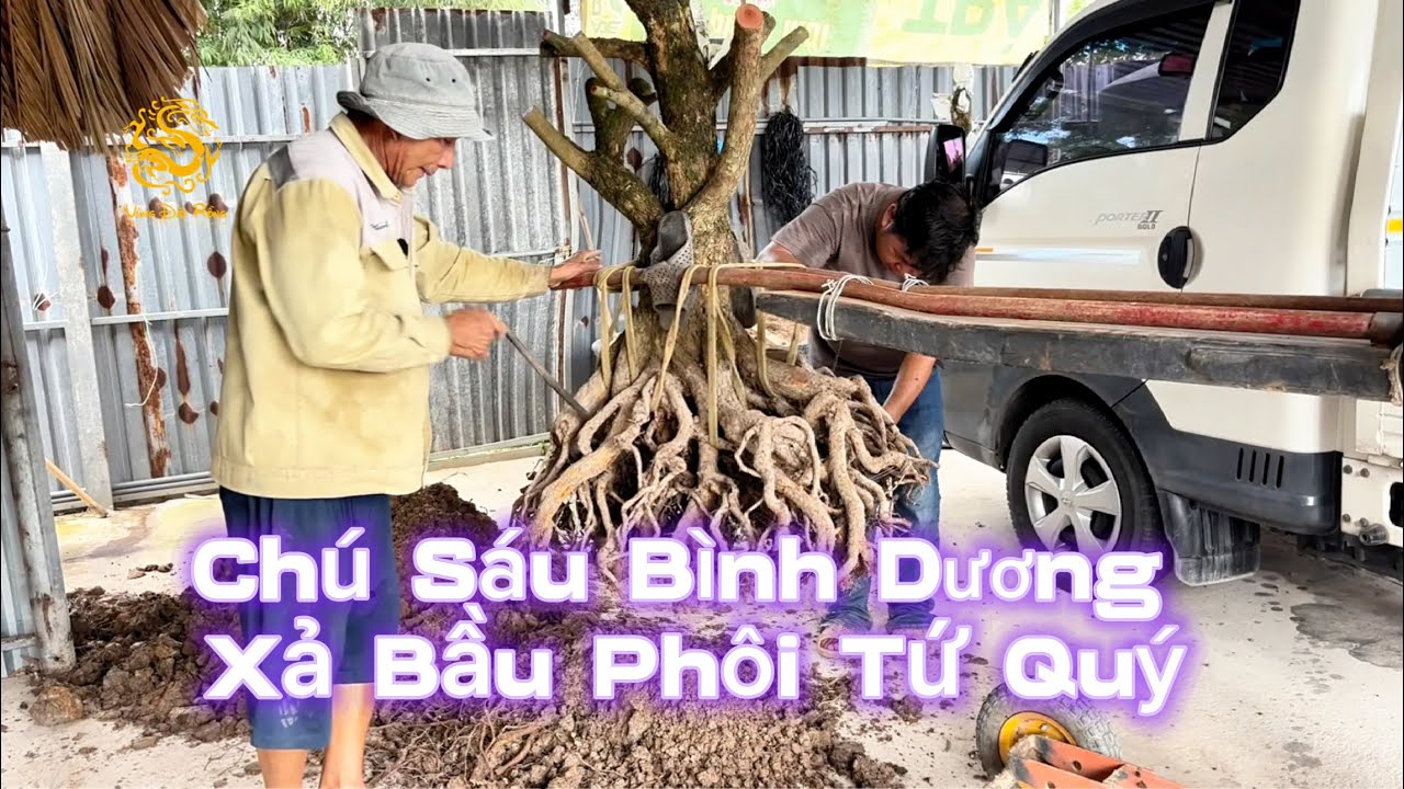 Chú Sáu Bình Dương hướng dẫn xả bầu trồng cây Phôi Mai Tứ Quý khủng|Vùng Đất Rồng 