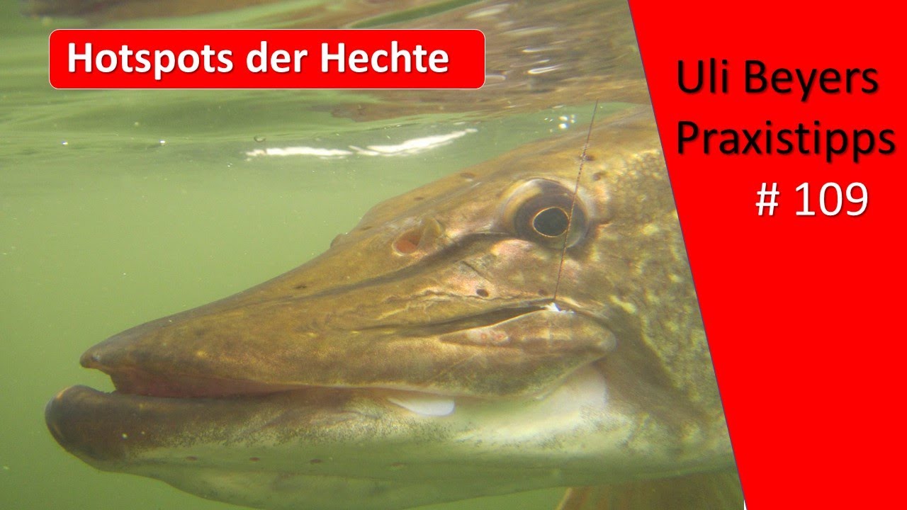 Hotspots zum Hechtangeln: Wie findet man die?