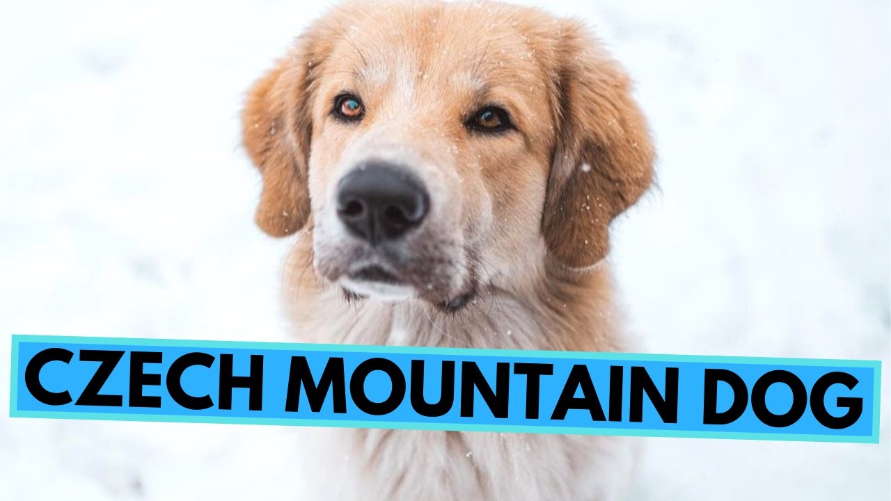 Czech Mountain Dog Breed - Facts and Information - Český Horský Pes