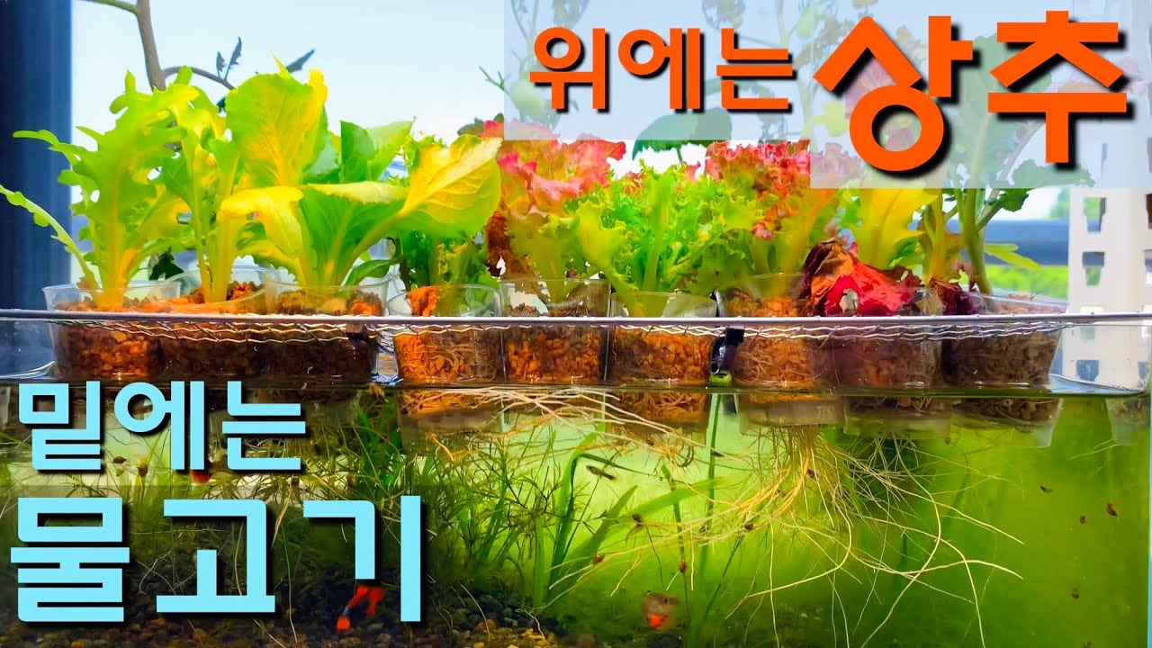 채소 + 물고기 같이 키우는 아쿠아포닉스 만드는 방법 / 무환수, 무여과 / 원스팜