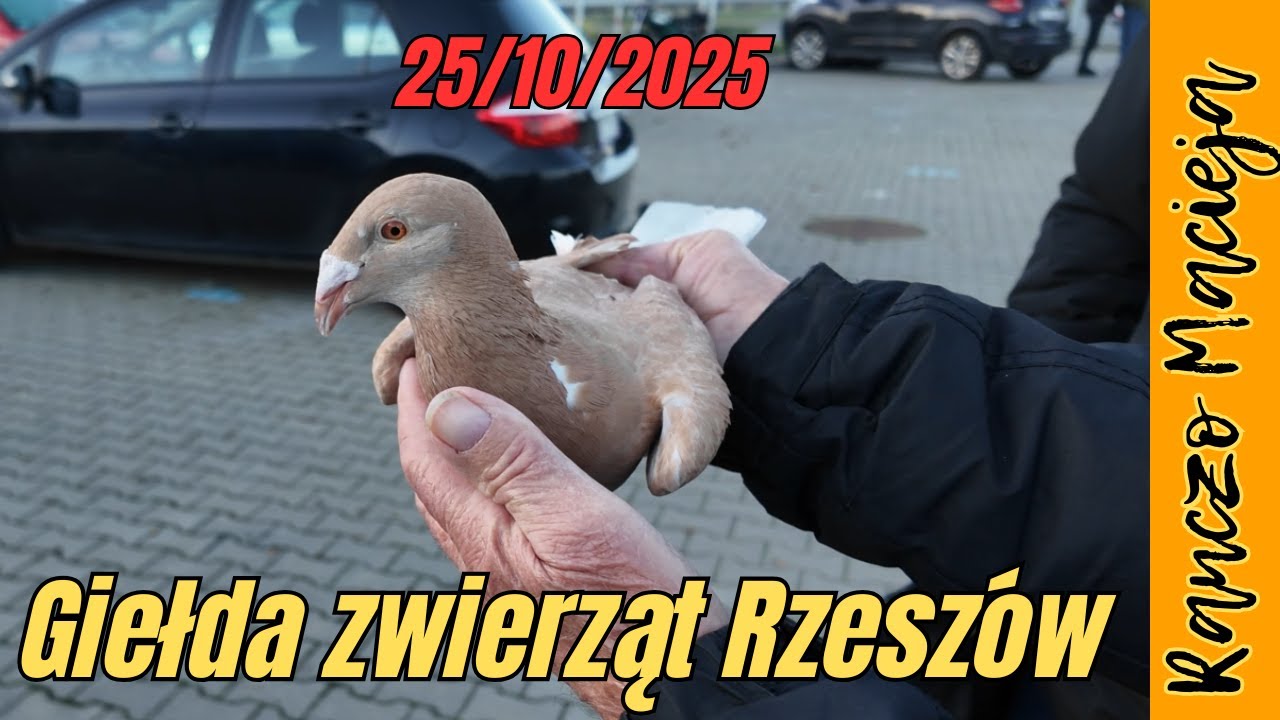 Giełda zwierząt - Rzeszów 25.10.2025  #513 [4K]