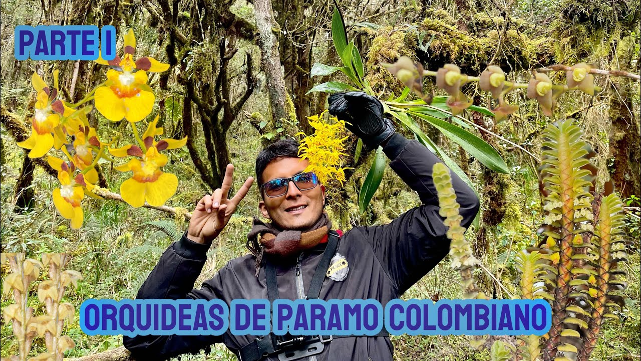 ORQUIDEAS DE PARAMO COLOMBIANO