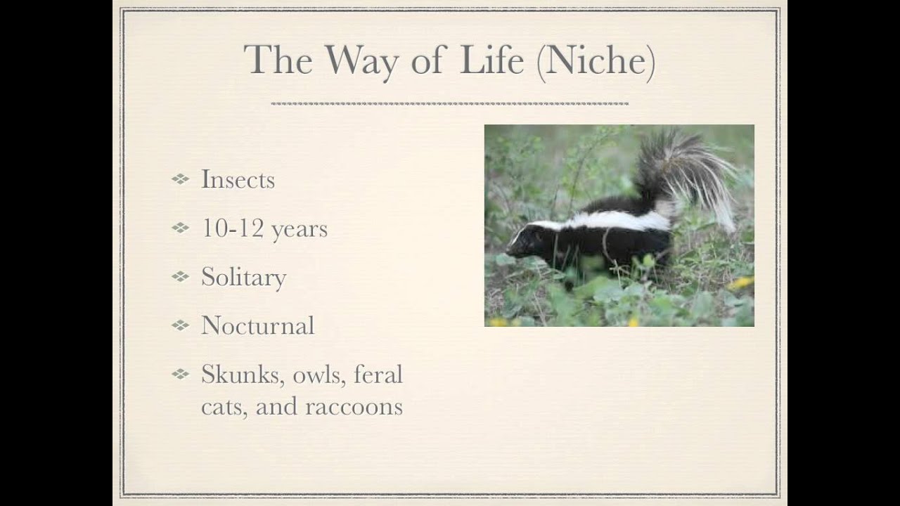 Silver-haired Bat   Lasionycteris noctivagans