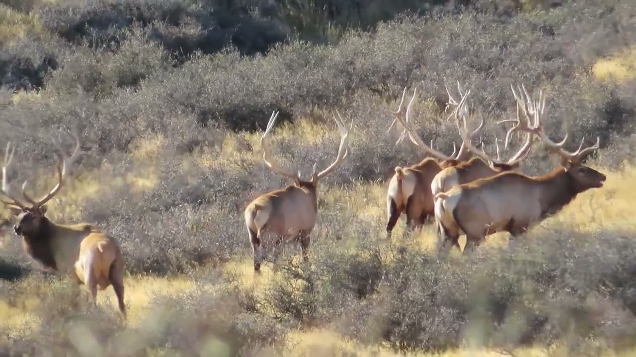 New Zealand Safaris Trophy Elk hunting @NewZealandSafaris