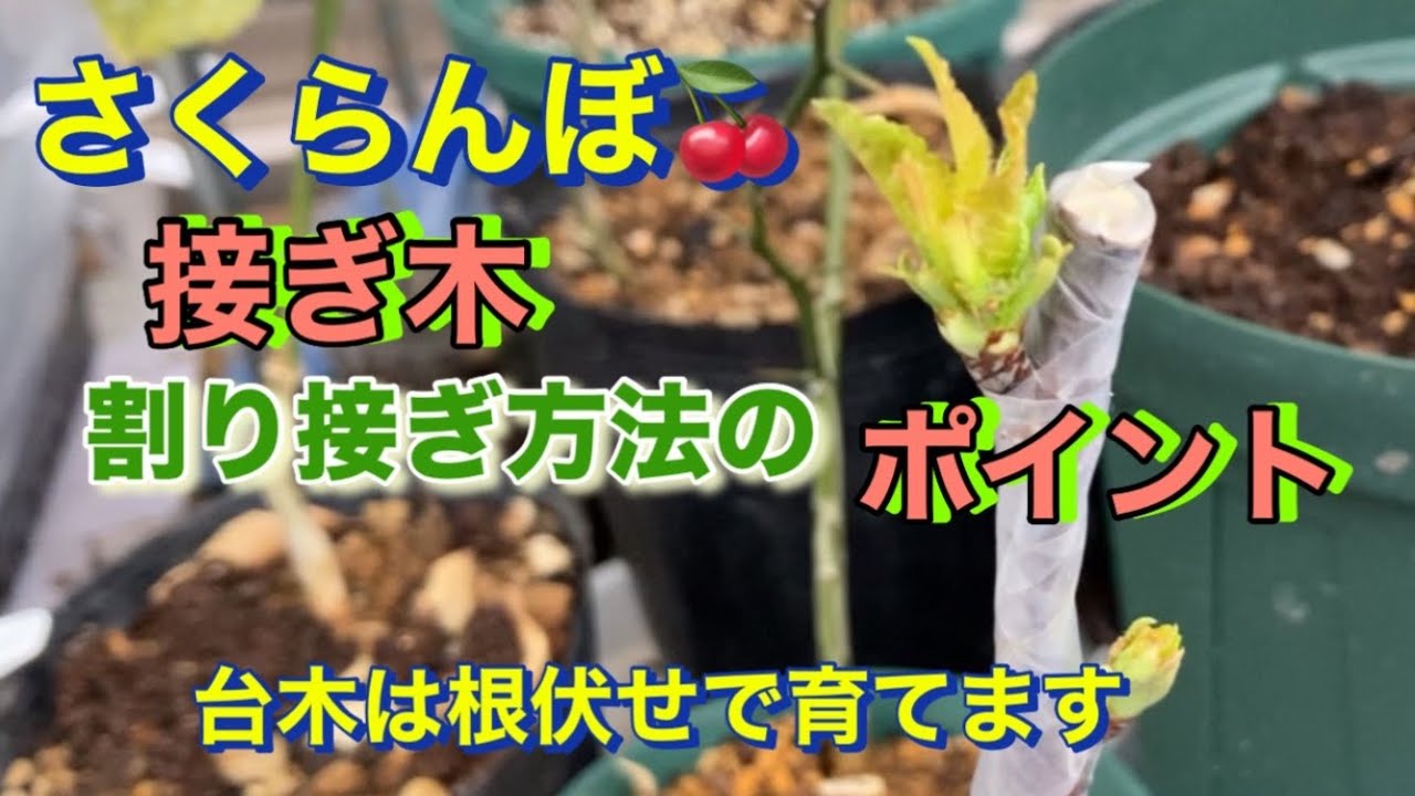 【さくらんぼ🍒、接ぎ木、割り接ぎ方法のポイント】台木作りは根伏せ方法で育てます