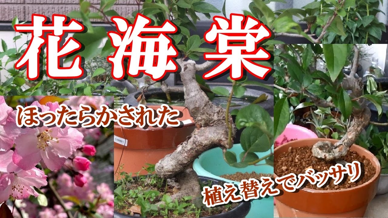 【花海棠】ほったらかされたハナカイドウ植え替え太根バッサリ、10年間植え替えもしてもらえず Malus halliana replanted after being left for 10 years