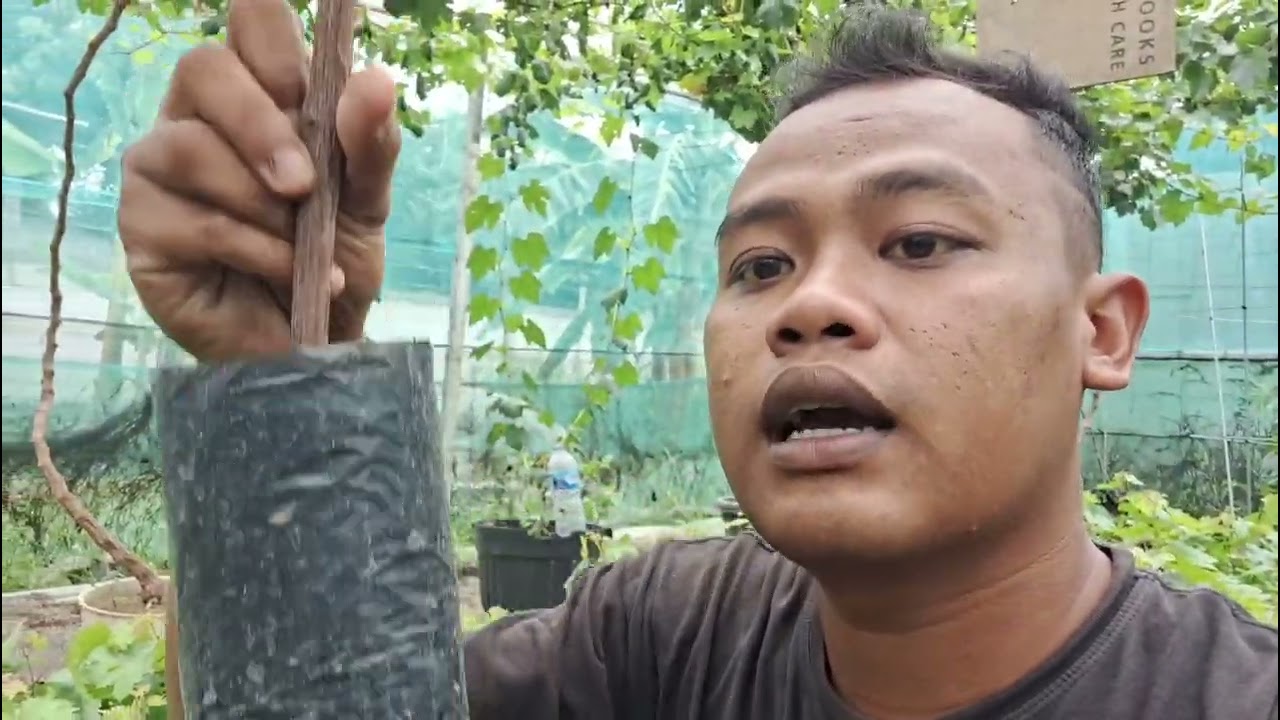 Bibit Anggur Import Harga Terjangkau