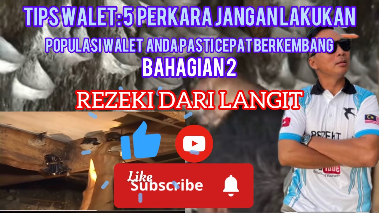 TIPS WALET: 5 PERKARA JANGAN LAKUKAN. POPULASI WALET ANDA CEPAT BERKEMBANG