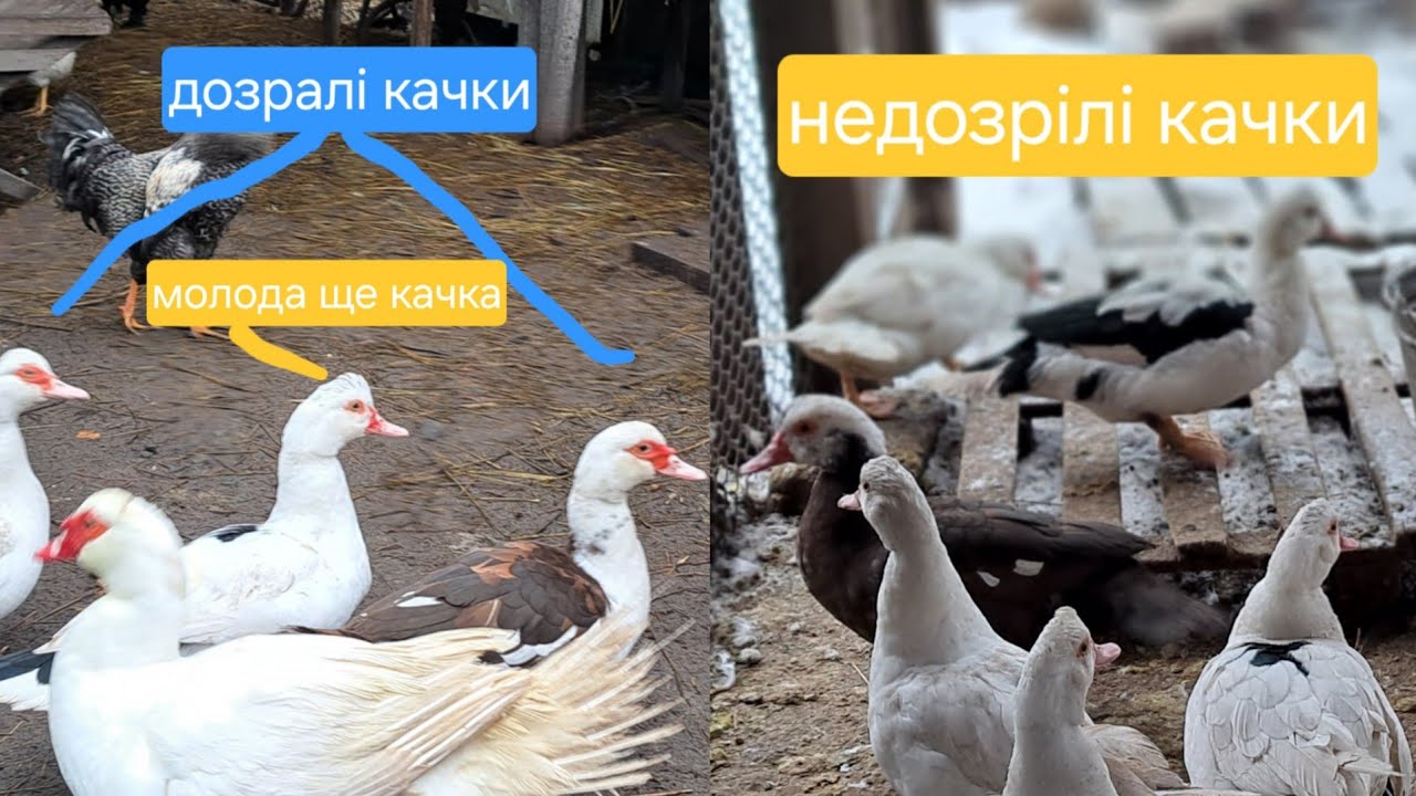 ❗️6 ПРИЧИН ЧОМУ НЕ РОЗМНОЖУЮТЬСЯ ІНДОКАЧКИ? ПРОБЛЕМИ СЕЛЕЗНІВ МУСКУСНОЇ КАЧКИ