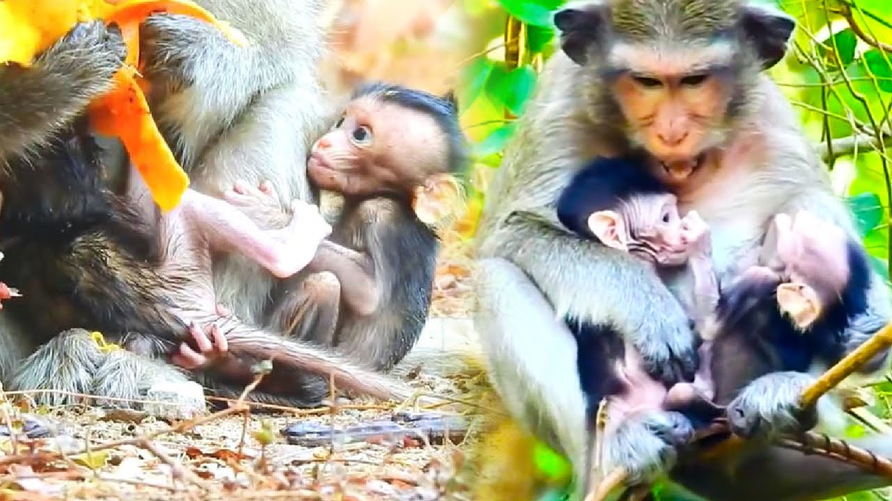 The poor little monkey, he never got any milk, and his mother never held him.