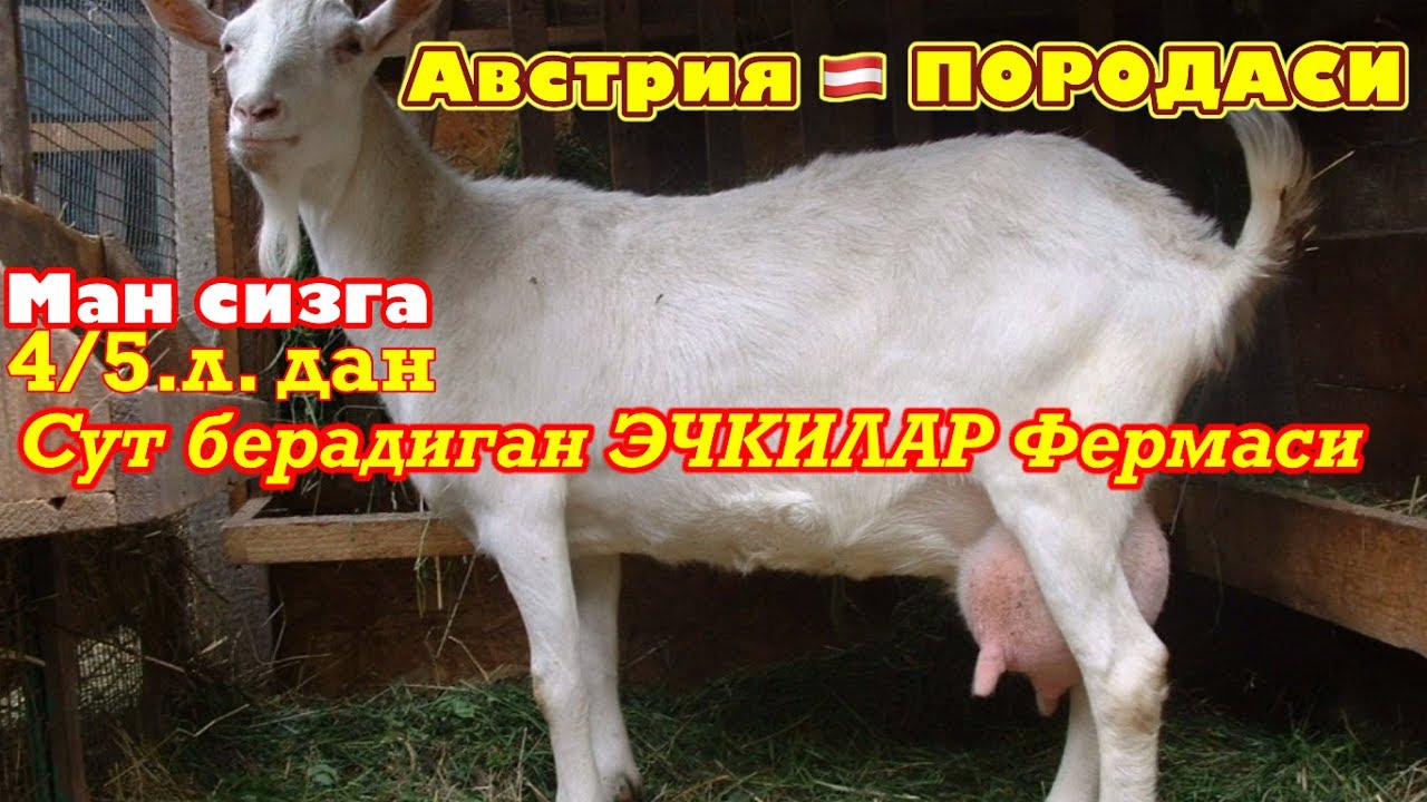 Talablarga binoan ECHKI boqish SIRLARI 4/5литр SUT beradigan echkilar 😳