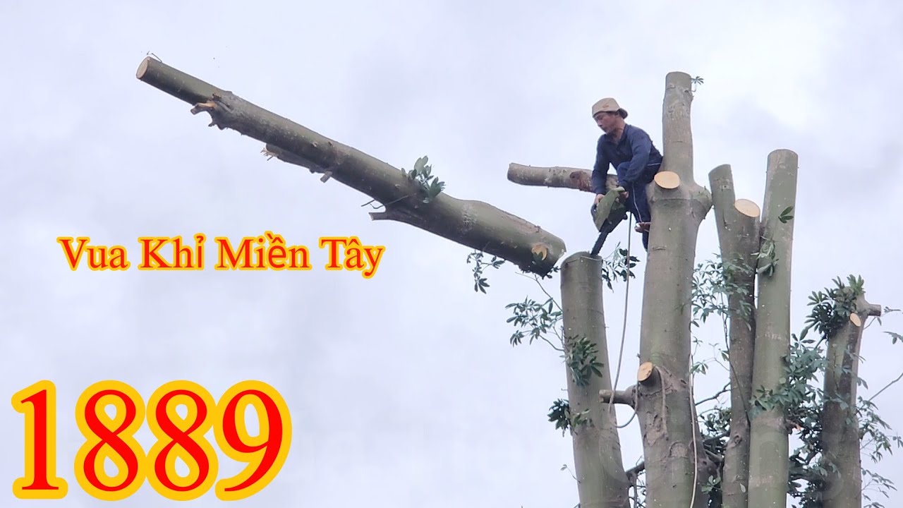 Vua Khỉ Miền Tây cưa cây Gòn ngoài quốc lộ 1A (2/2) Cutting cotton trees