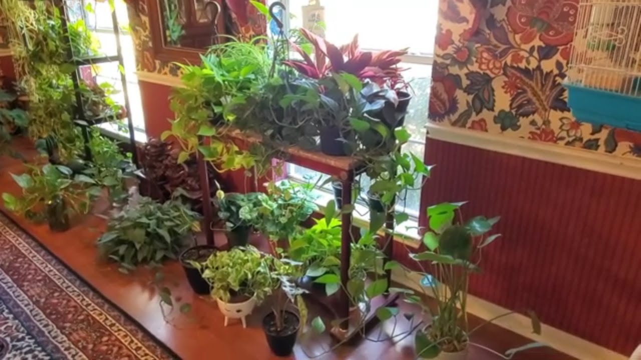 PLANT UPDATE LATE SUMMER 2020 |DONNA JOSHI