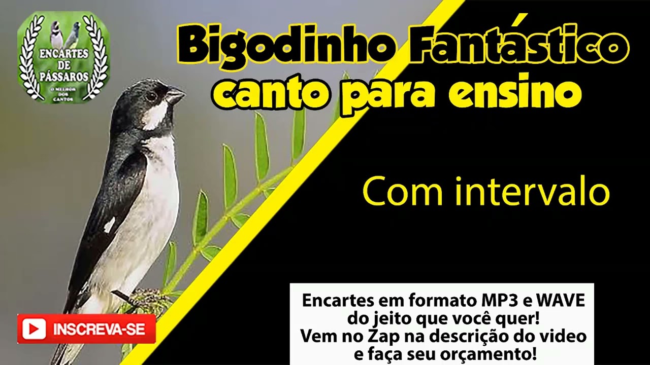 #bigodinho Fantástico -- Canto para Ensino de Pardos