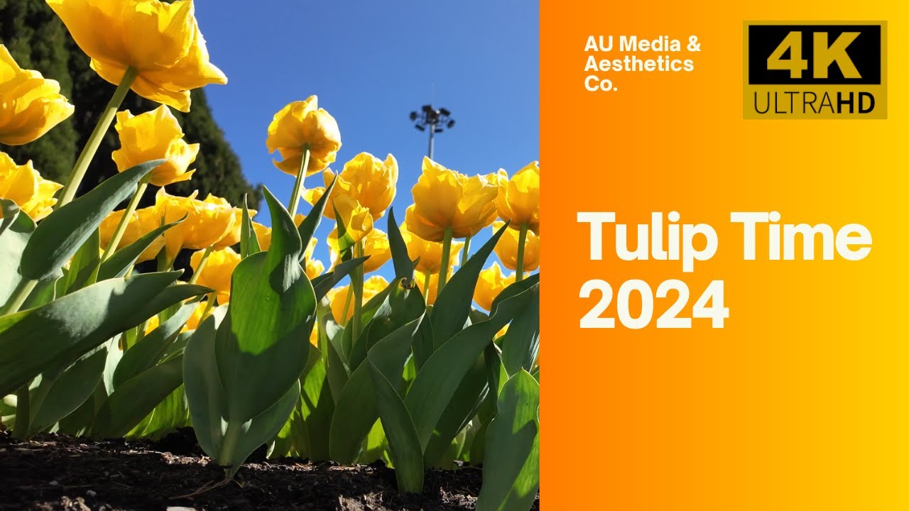 Tulip Time 2024 in Bowral [4K/60] Experience the splendour of tens of thousands of tulips!