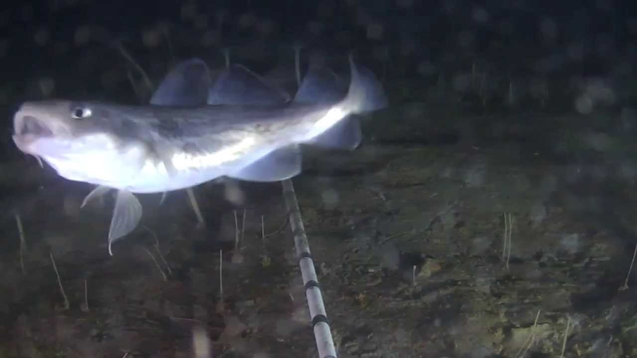Greenland Cod in Cambridge Bay