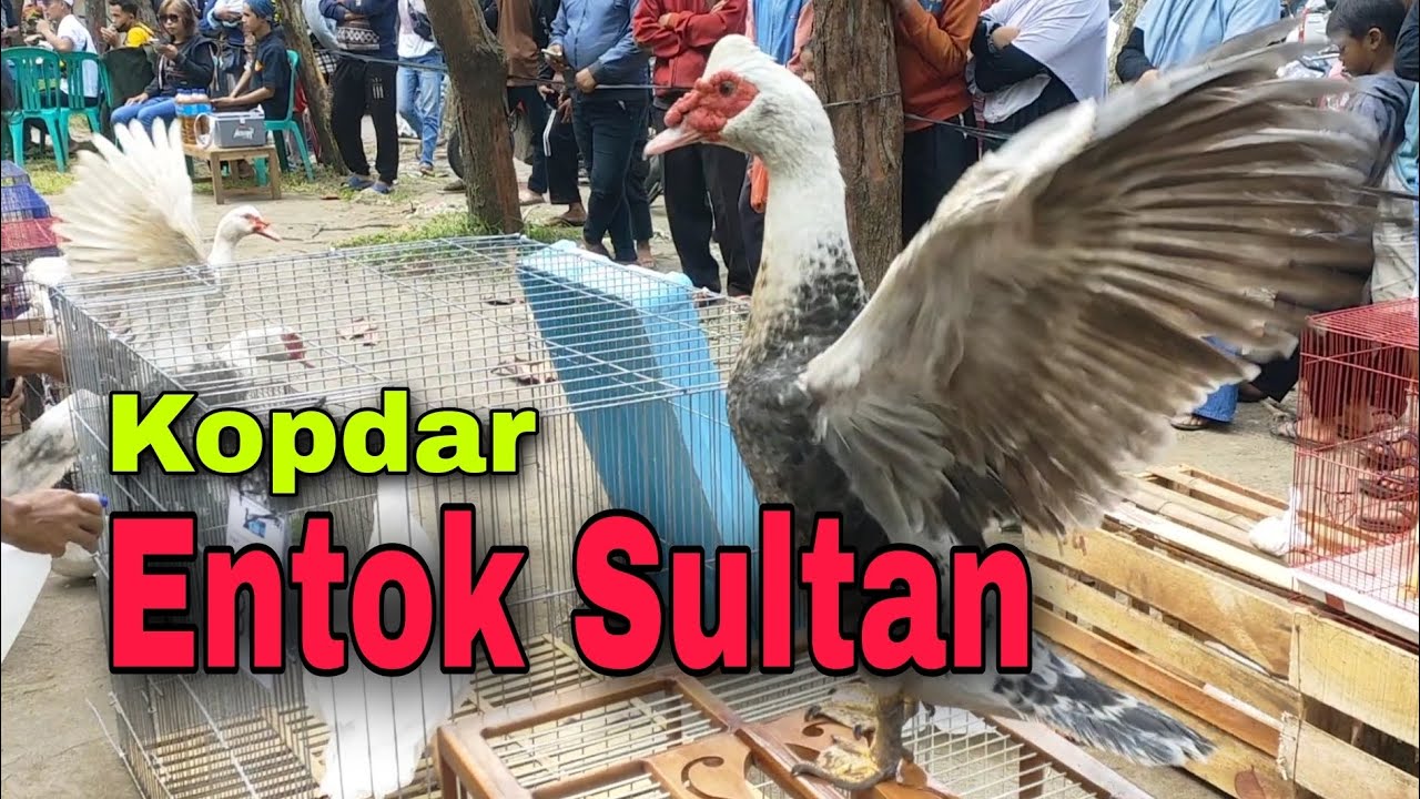 Kontes Mini Entok Hias Kebumen Meriah