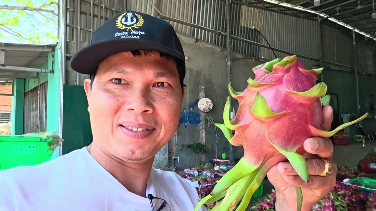 Ăn Thanh Long Hàm Thuận Nam Dragon fruit ngay tại vựa  25/2/26