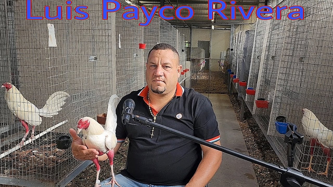 Luis Payco Rivera y sus gallos Blancos White Ninja parte # 2