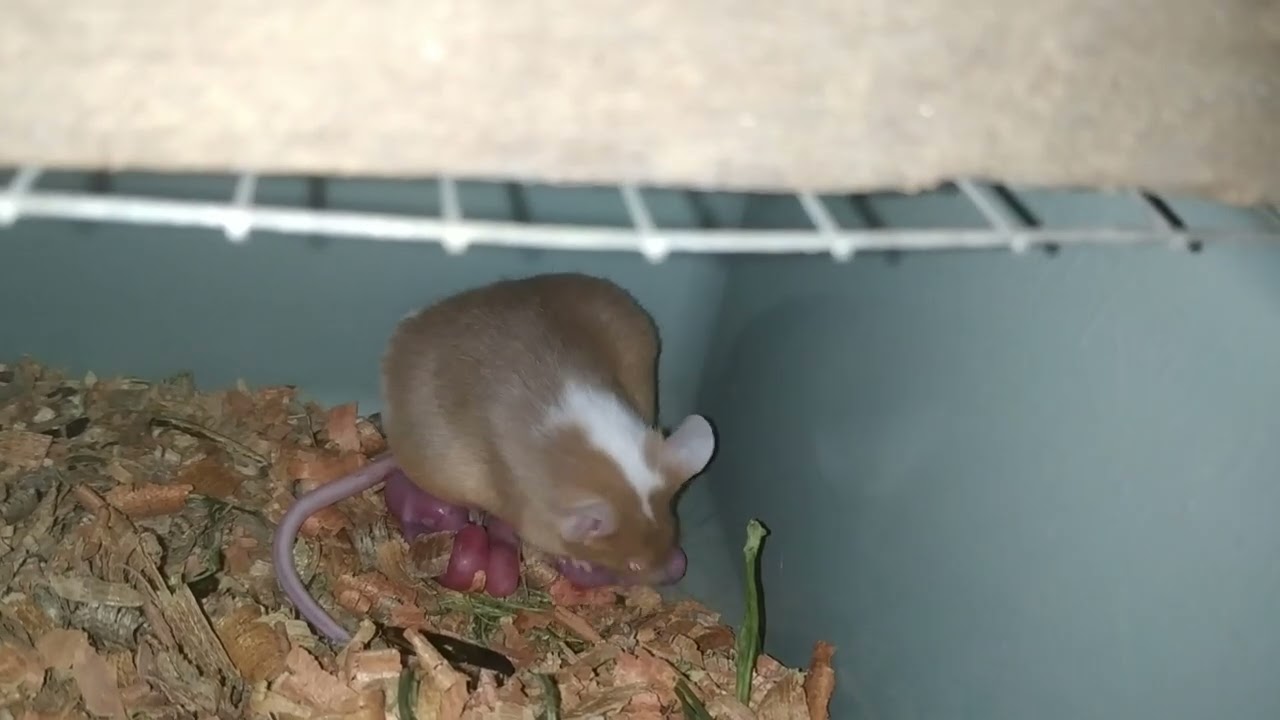 Begini Proses Tikus Mencit Baru Melahirkan 