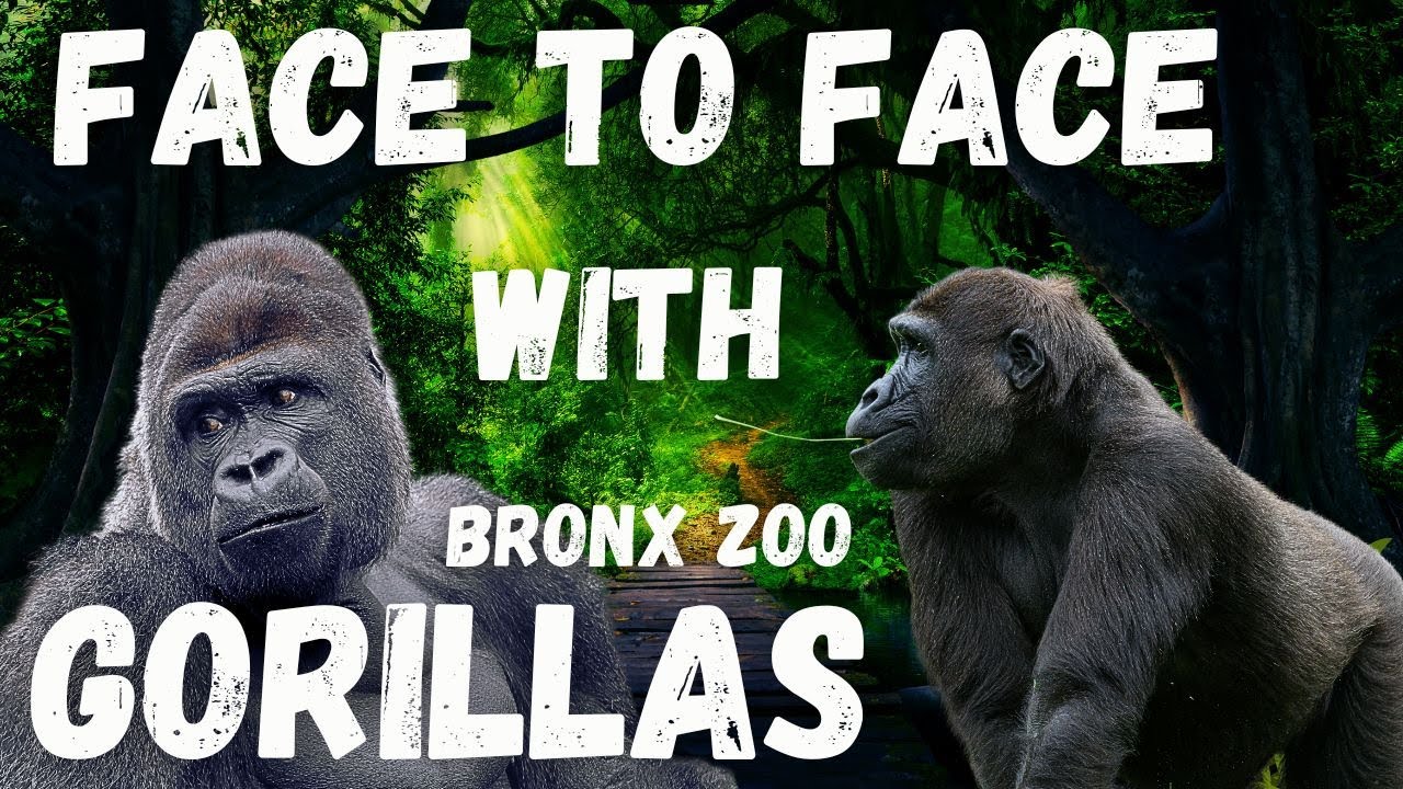 Gorillas of the Bronx Zoo | Congo Gorilla Forest