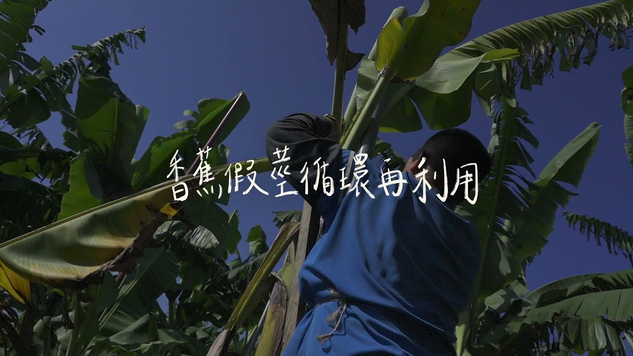 扶起倒下的香蕉樹！循環經濟再利用！ 【香絲工藝】【捻繩記憶】