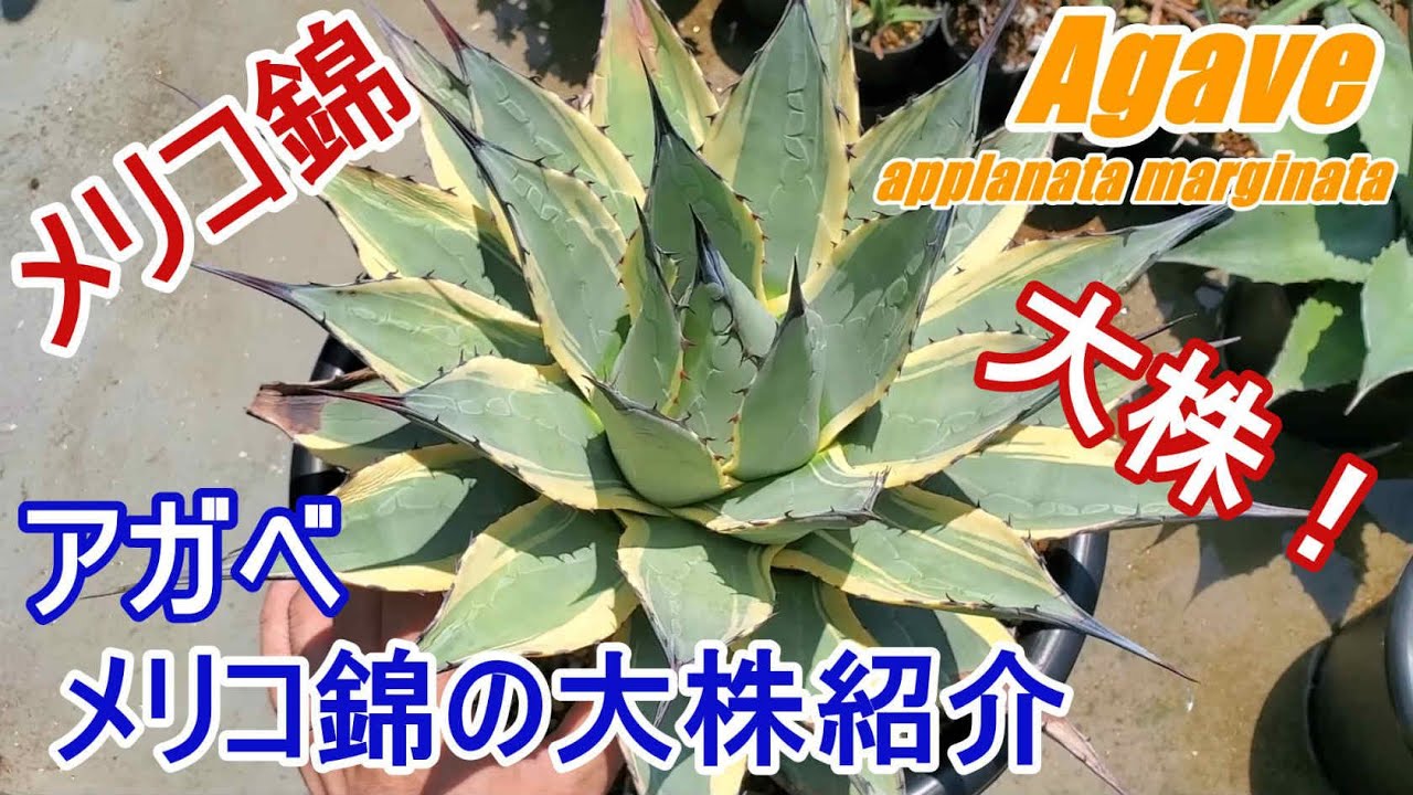 【アガベ】メリコ錦の大株紹介！& 10号鉢に植え替え(危険)【Agave】【園芸】