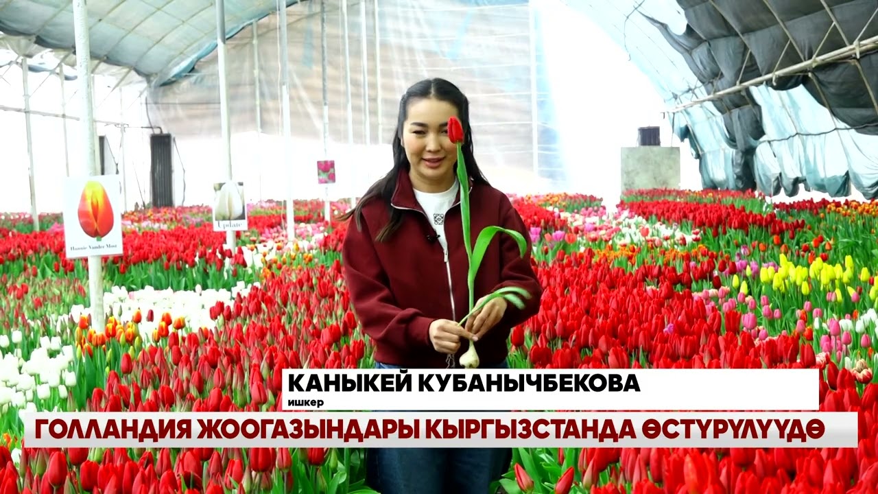 ГОЛЛАНДИЯ ЖООГАЗЫНДАРЫ КЫРГЫЗСТАНДА ӨСТҮРҮЛҮҮДӨ