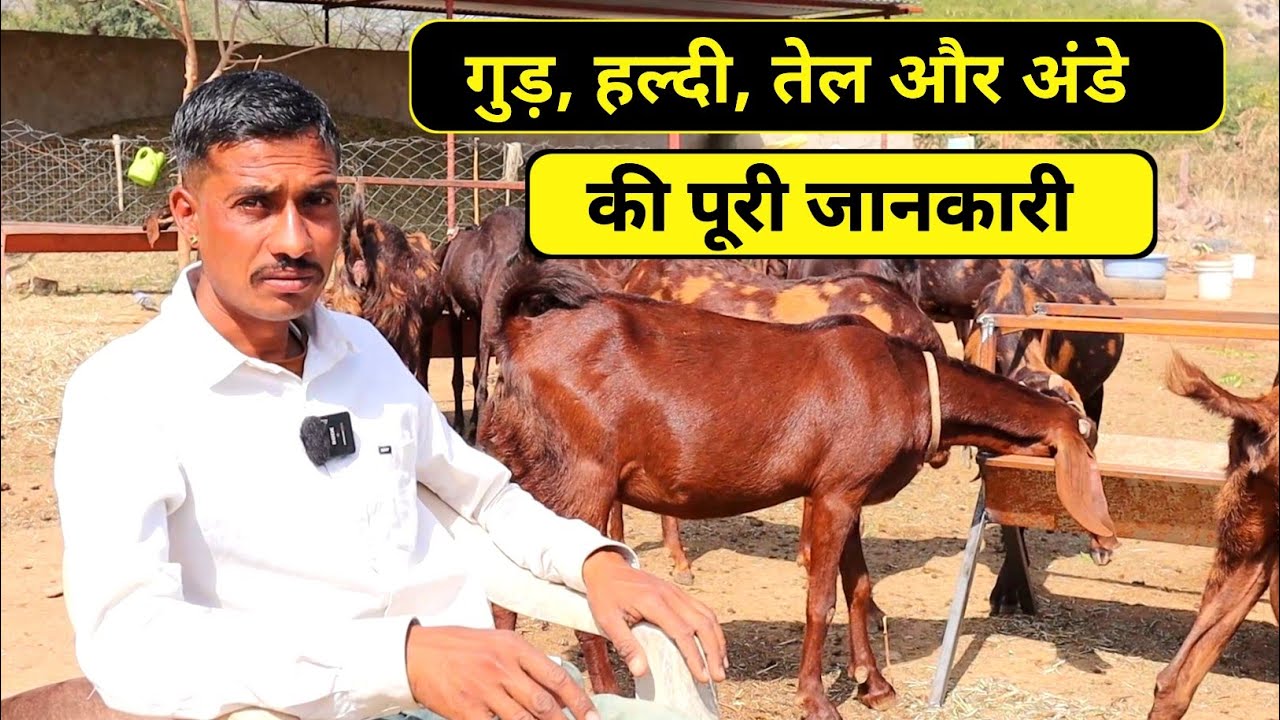 गुड़ हल्दी तेल और अंडे दूध देने की पूरी जानकारी | Goat farming tips