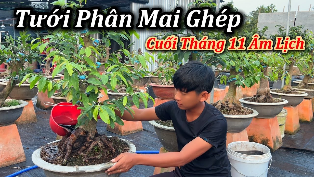 Tưới Phân Chăm Sóc Mai Ghép Cuối Tháng 11 âl - Mai Vàng Duy Hiếu