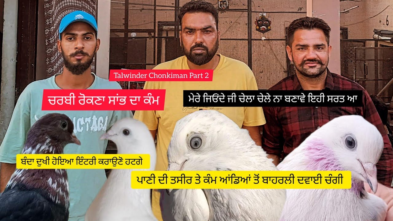 Ik Shonk kabootarbaazi Da Interview Part 2 ਤਲਵਿੰਦਰ ਚੌਂਕੀਮਾਨ ਭਸਮ ਦਾ ਤੇ ਬਾਦਾਮ ਤੋਂ ਪਹਿਲਾਂ ਦੀ ਖੇਡ ਲਾਉਣੀ