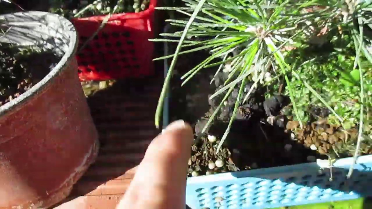 PORQUÉ FERTILIZAR A TU BONSÁI CON ABONO ORGÁNICO ֍ CURSO BÁSICO DE BONSÁI 🌿🍁🌸