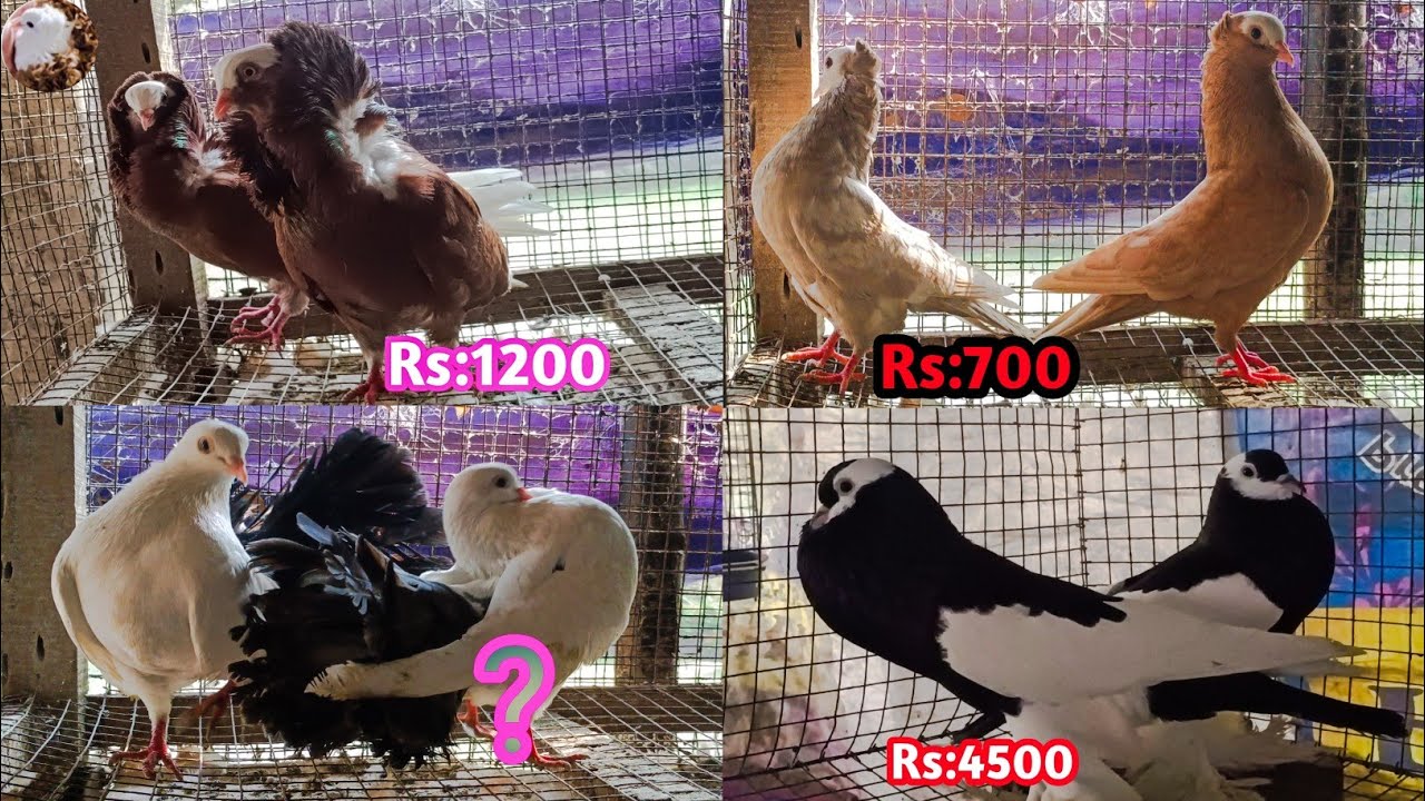 Quality Full Fancy Pigeon Sale in Kolkata //Fancy Kabootar Sale in Low Price #Fancypigeon