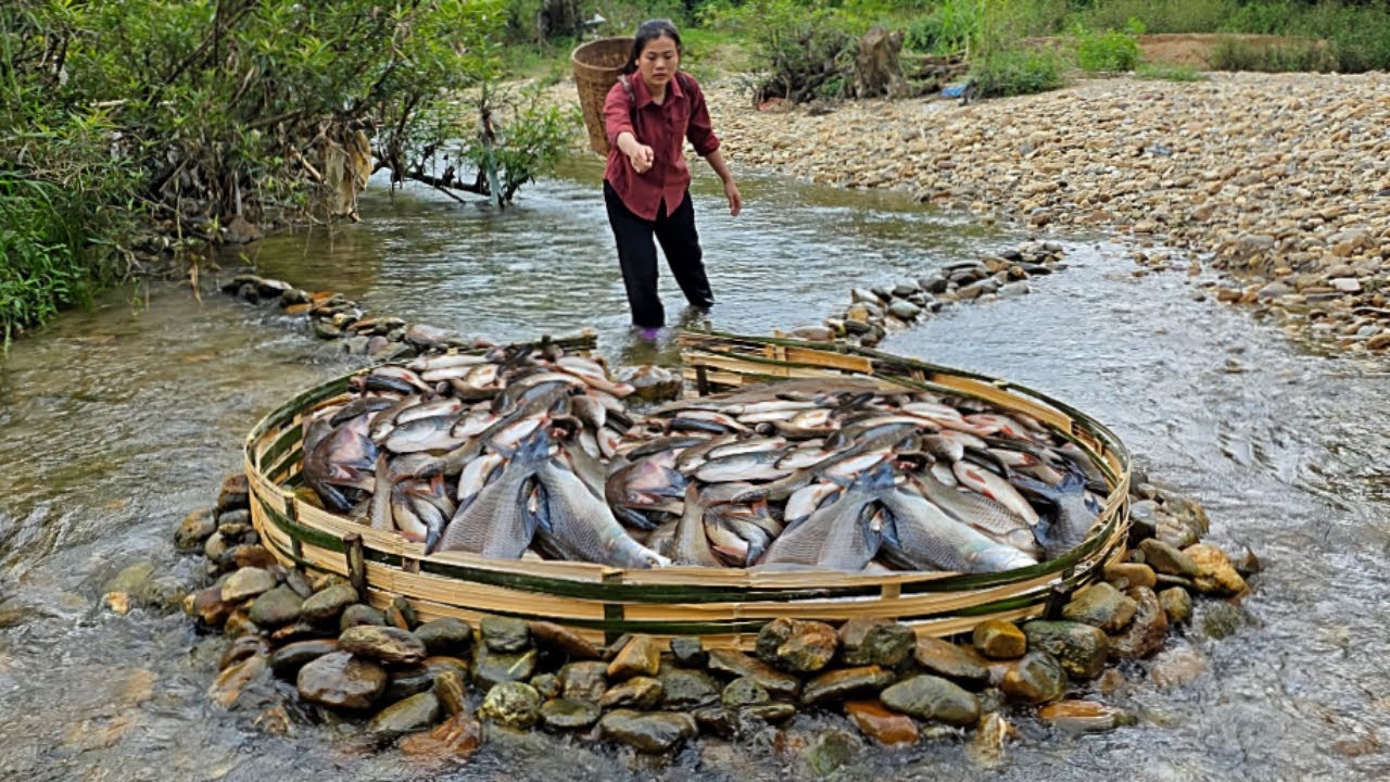 Diep's primitive fish trapping skills, using bamboo to create a fish trap, harvested 14kg of fish.