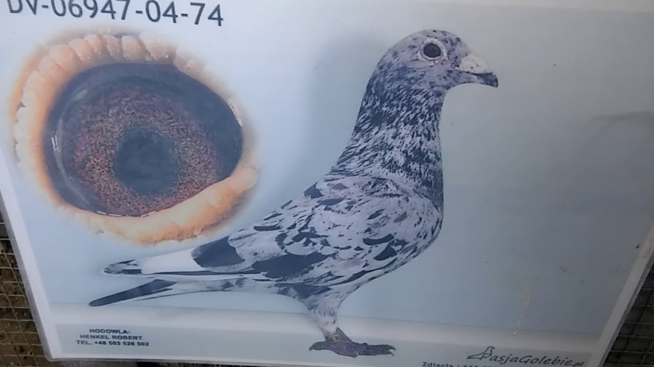 Gołębie Rozpłodowe Robert.Henkel 2019