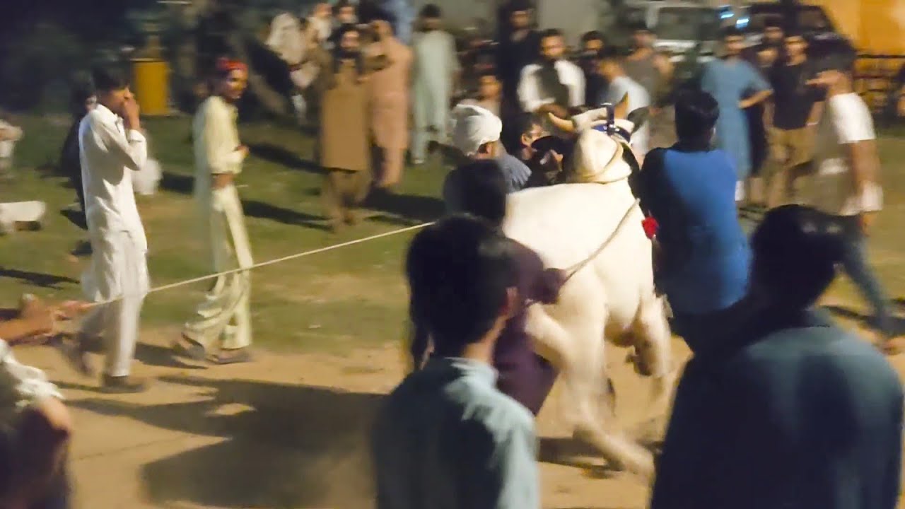 Dangerous Bull unload in Islamabad || Bail Ka sath dhool wly be aye 🥁