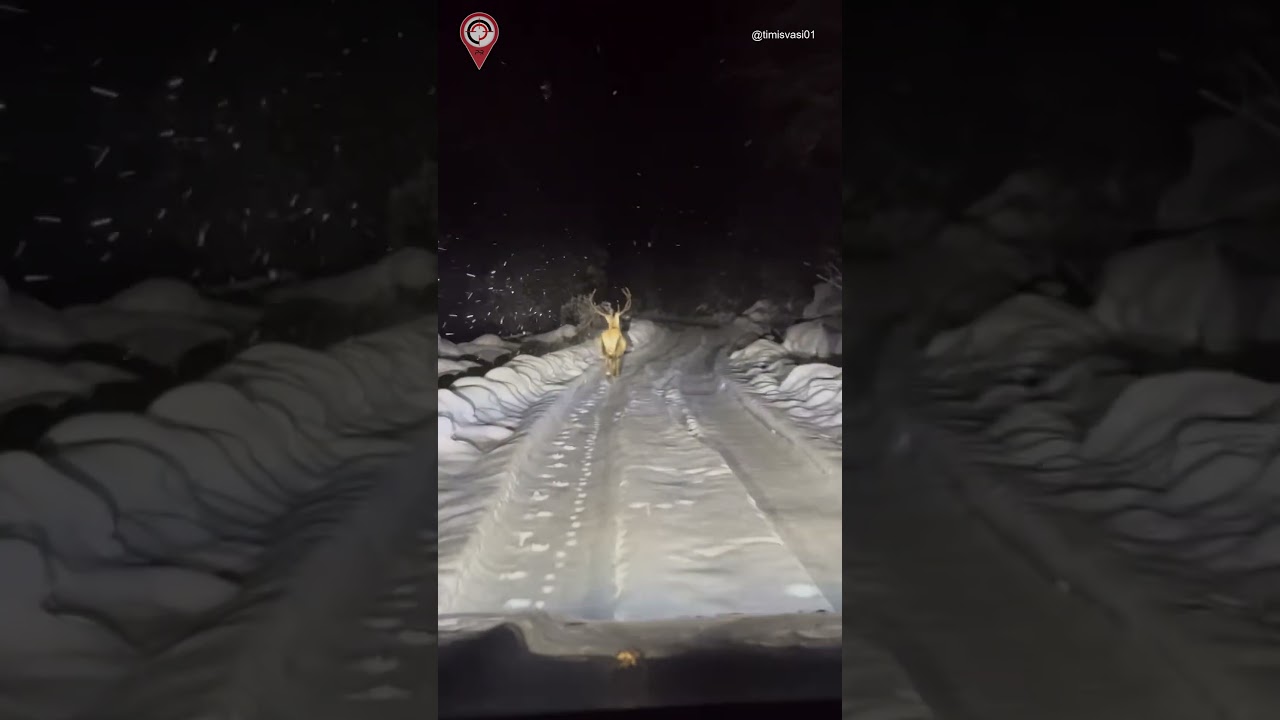 Mystical Stag  #cinematicromania #travel #carpathians