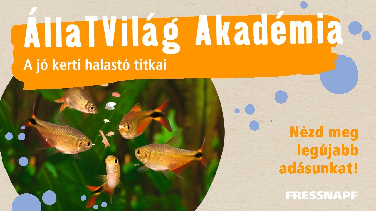 ÁllaTVilág Akadémia - A jó kerti halastó titkai