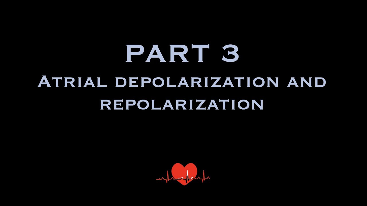 EKG: Depolarization & Repolarization PART 3- Atrial Depolarization and Repolarization