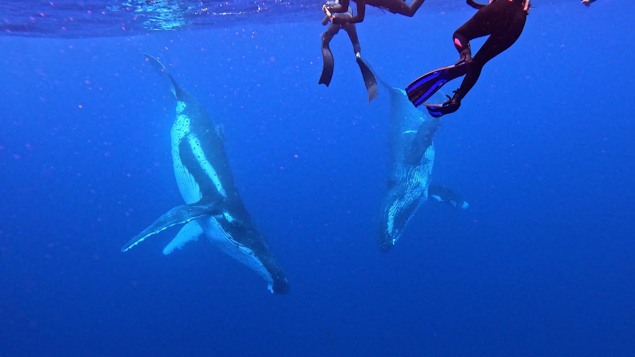 Swimming With Humpback Whales in Moorea, French Polynesia